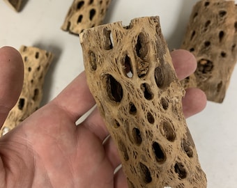 BUY 2 GET 1 FREE Cholla Wood Tunnel Tubes Teddy Bear Cholla Wood Drift Wood Beautiful Aquarium Cholla Wood Drift Wood
