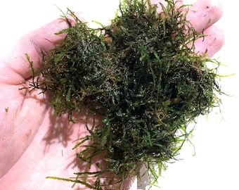 BUY 2 GET 1 FREE Java Moss Taxiphyllum Barbieri Easy Live Aquarium Plants Aquarium Moss