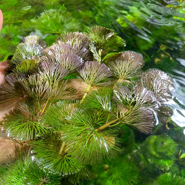 BUY 2 GET 1 FREE Cabomba Caroliniana Easy Live Aquarium Plants Aquatic Plants