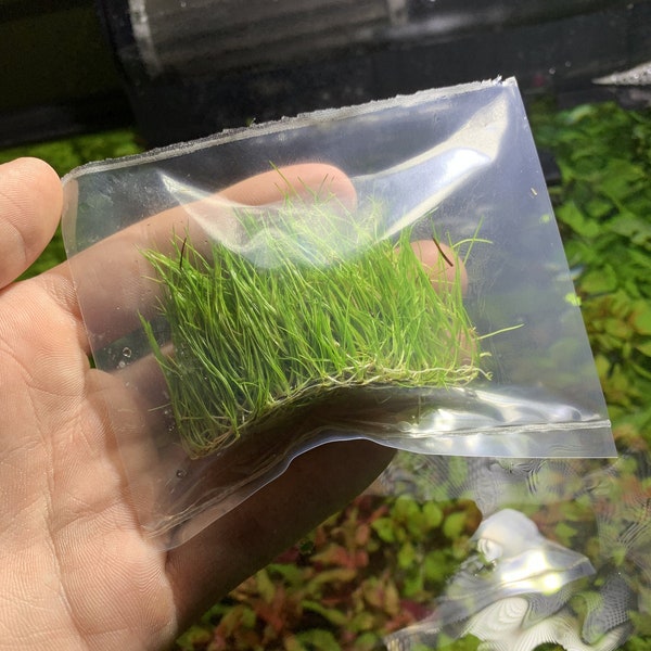 Dwarf Hair Grass Eleocharis Live Carpeting Aquarium Plants BUY 2 GET 1 FREE