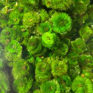 Cabomba Caroliniana Easy Live Aquarium Plants Aquatic Plants BUY 2 GET 1 FREE
