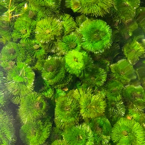 BUY 2 GET 1 FREE Cabomba Caroliniana Easy Live Aquarium Plants Aquatic Plants image 1