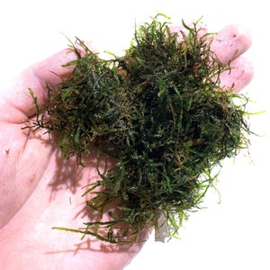 BUY 2 GET 1 FREE Java Moss Taxiphyllum Barbieri Easy Live Aquarium Plants Aquarium Moss