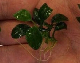 BUY 2 GET 1 FREE Anubias Nana Petite Easy Live Aquarium Plant