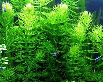 Plastic vs. Live Aquarium Plants: Which Is Better?