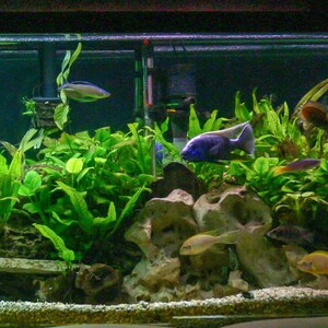 3x Java Fern Microsorum Pteropus Live Aquarium Plants Aquatic Plants image 2