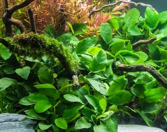 BUY 2 GET 1 FREE Anubias Barteri Easy Live Aquarium Plants Live Aquatic Plants