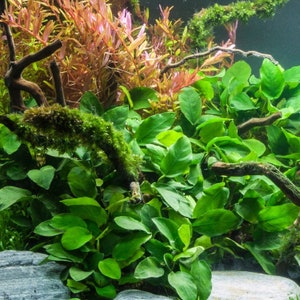 May include: A close-up of a lush green aquarium plant with large, heart-shaped leaves. The plant is growing in a tank with a wooden branch and moss.