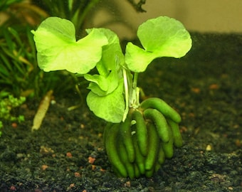 BUY 2 GET 1 FREE Banana Plant Nymphoides Aquatica Easy Live Aquarium Plant