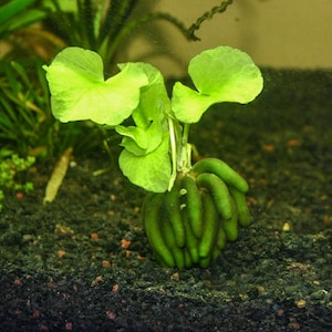 BUY 2 GET 1 FREE Banana Plant Nymphoides Aquatica Easy Live Aquarium Plant image 1