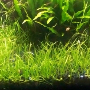 May include: A close-up of a lush green carpet of aquatic plants growing in a fish tank. The plants are densely packed together, creating a vibrant and natural look.
