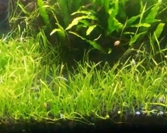 BUY 2 GET 1 FREE Micro Sword Liaeopsis Brasiliensis Live Aquarium Plants Easy Carpet Plants dwarf sag dwarf hair grass