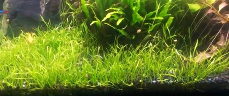 May include: A close-up of a lush green carpet of aquatic plants growing in a fish tank. The plants are densely packed together, creating a vibrant and natural look.