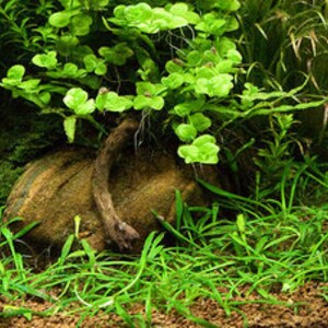 Op de afbeelding: Een close-up van een beplant aquarium met een klein, bruin, gebogen stuk drijfhout en een groene, bladerige plant die erop groeit. Het drijfhout rust op een bed van bruin grind. De achtergrond van het aquarium is gevuld met groene planten.