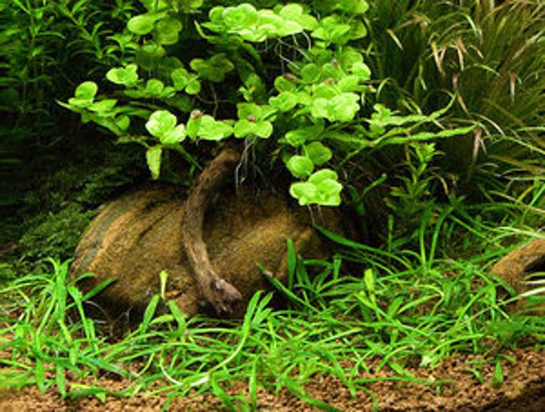 Op de afbeelding: Een close-up van een beplant aquarium met een klein, bruin, gebogen stuk drijfhout en een groene, bladerige plant die erop groeit. Het drijfhout rust op een bed van bruin grind. De achtergrond van het aquarium is gevuld met groene planten.