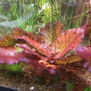 Tiger Lotus Nymphaea Zenkeri Live Aquarium Plants BUY 2 GET 1 FREE image 2