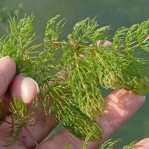 BUY 2 GET 1 FREE Hornwort Coontail Live Aquarium Plants image 6