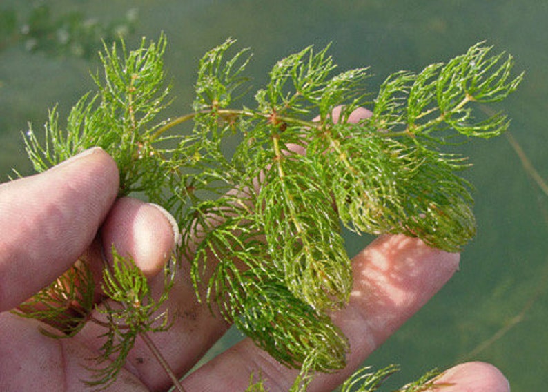 BUY 2 GET 1 FREE Hornwort Coontail Live Aquarium Plants image 6