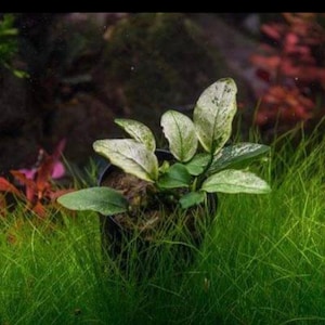 BUY 2 GET 1 FREE White Anubias Nana Pinto Live Aquarium Plants