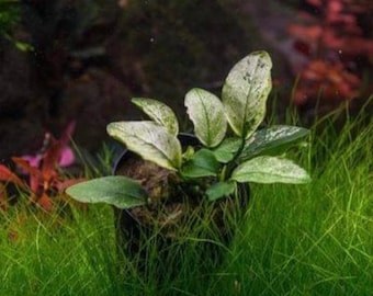 BUY 2 GET 1 FREE White Anubias Nana Pinto Live Aquarium Plants