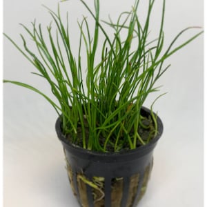 May include: A small potted plant with long, thin, green leaves growing in a black plastic pot with a brown mesh base.