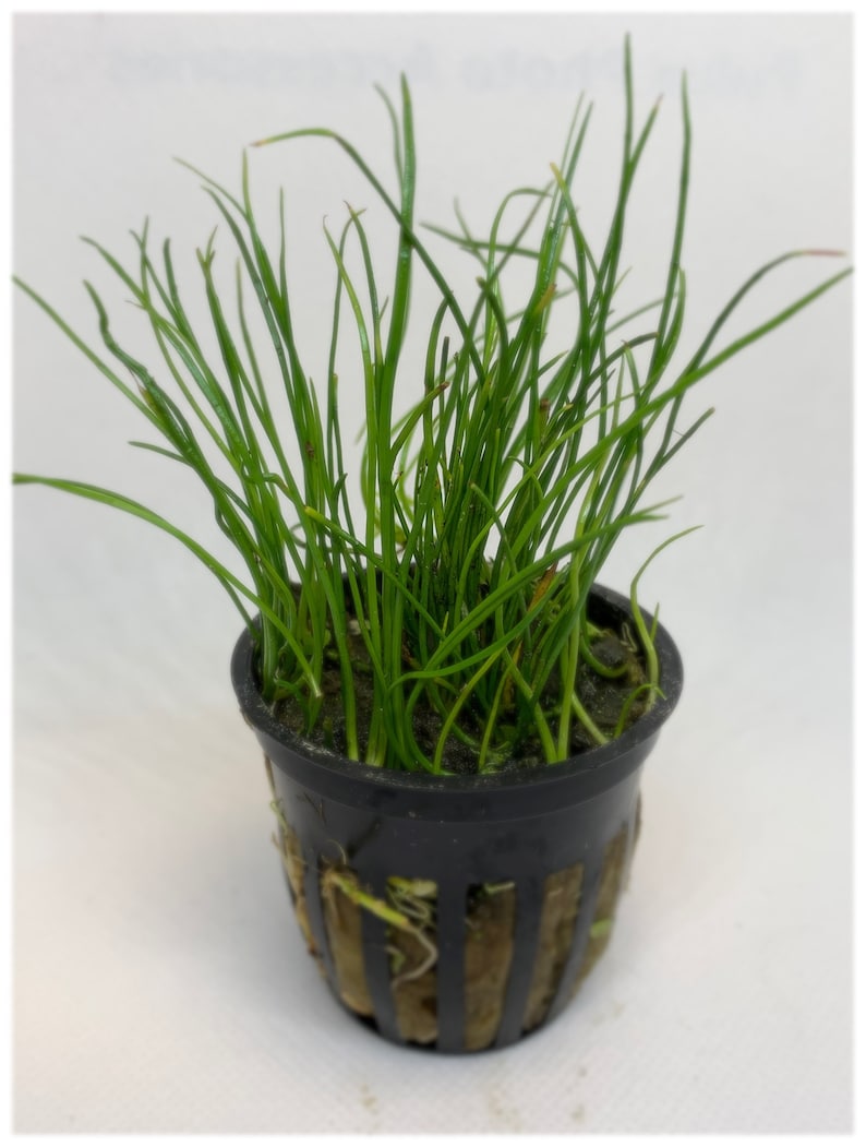 May include: A small potted plant with long, thin, green leaves growing in a black plastic pot with a brown mesh base.