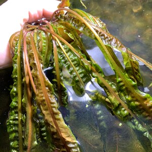 May include: A bunch of green and brown aquatic plants with long, thin leaves. The plants are submerged in water.