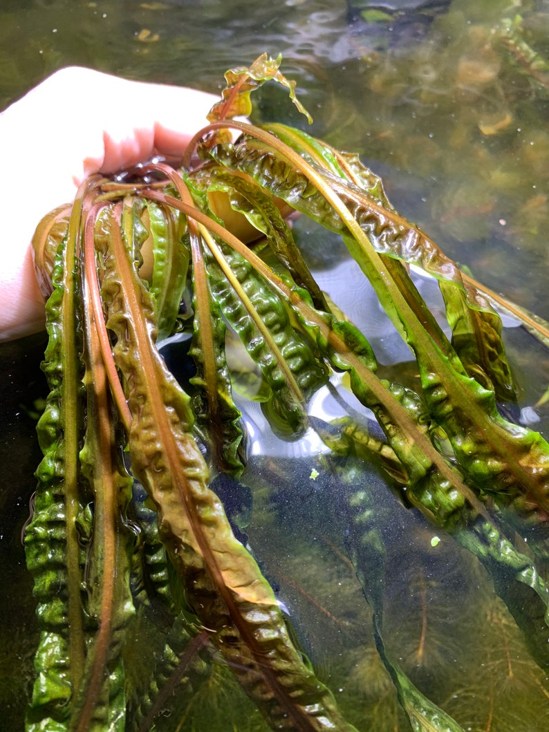 May include: A bunch of green and brown aquatic plants with long, thin leaves. The plants are submerged in water.
