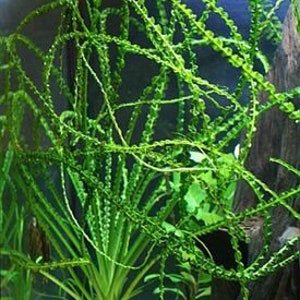 May include: A close-up of a green aquatic plant with long, thin stems and small, round leaves. The plant is growing in a tank of water and is surrounded by other plants.
