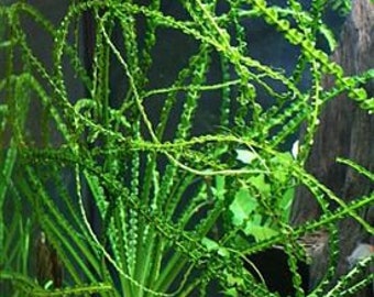 Crinum Calamistratum Live Aquarium Plants Large Aquatic Plant Easy To Grow