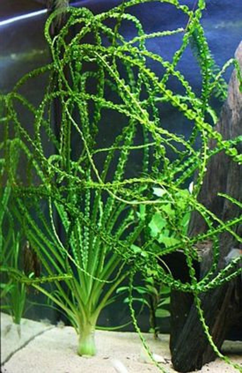 Crinum Calamistratum Live Aquarium Plants Large Aquatic Plant Easy To Grow image 9
