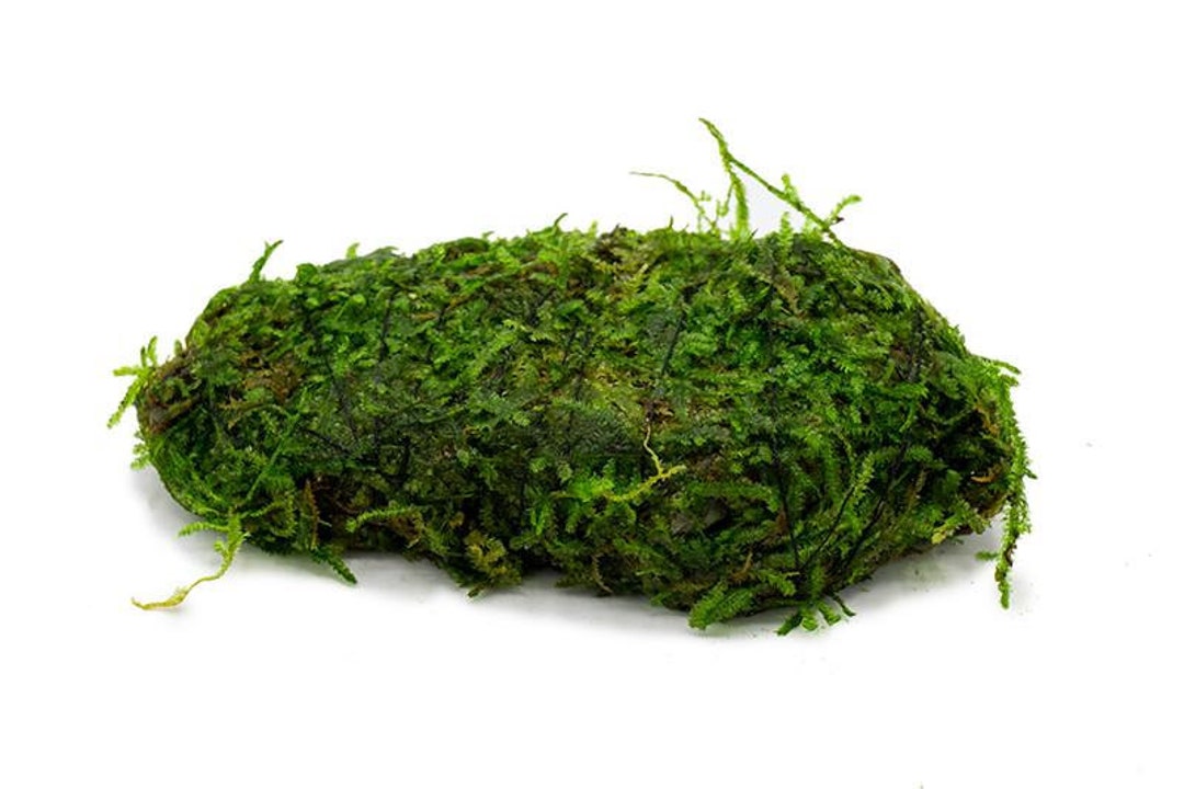 BUY 2 GET 1 FREE Christmas Moss on Lava Rock Vesicularia Montagnei