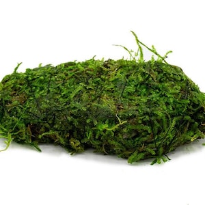 BUY 2 GET 1 FREE Christmas Moss On Lava Rock Vesicularia Montagnei Java moss