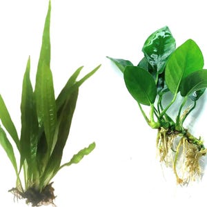 May include: Two aquatic plants with green leaves. The plant on the left features long, narrow, pointed foliage with a dark root system. The plant on the right has broad, oval-shaped leaves with a thick rhizome and visible white, fibrous roots.
