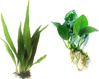 Java Fern and Anubias Barteri Live Aquarium Plant Bundle Beginner Friendly