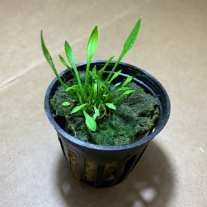 Op de afbeelding: Een kleine groene plant die groeit in een zwarte plastic pot met een gaasbodem. De plant is omgeven door groen mos.