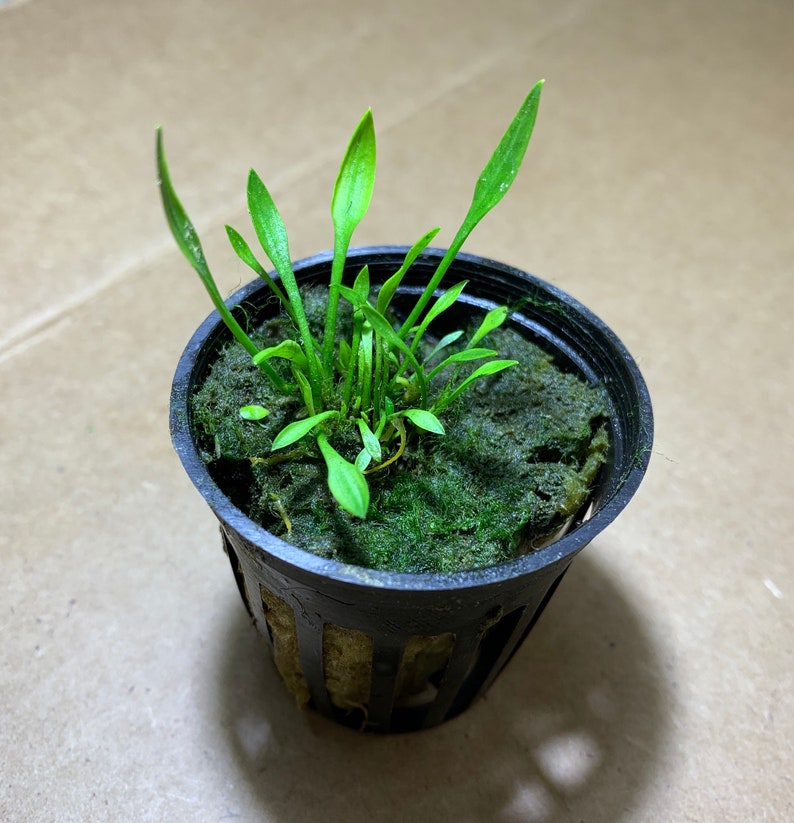 Op de afbeelding: Een kleine groene plant die groeit in een zwarte plastic pot met een gaasbodem. De plant is omgeven door groen mos.