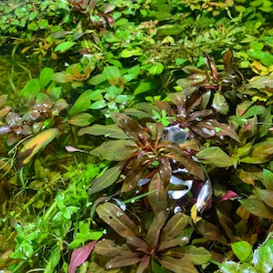50 Live Aquarium Plants Aquatic Plant Variety Pack 50 Freshwater Plants