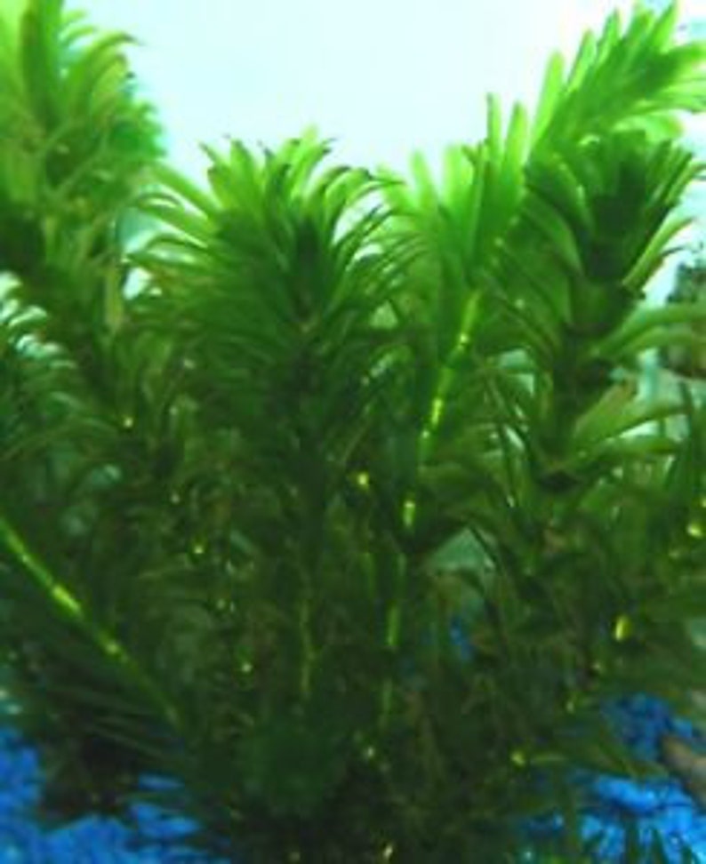 BUY 2 GET 1 FREE Anacharis Elodea Egeria Densa Live Aquarium Plants image 2