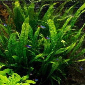 3x Java Fern Microsorum Pteropus Live Aquarium Plants Aquatic Plants image 1