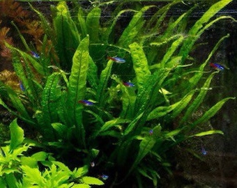 5 Java Fern Microsorum pteropus Easy Live Aquarium Plants Aquatic Plants