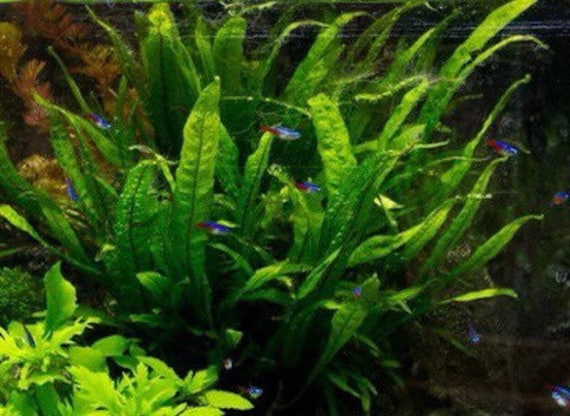 Aquatic Java Fern and Java Moss on Wood - Live Plants, Indoor Plant, Tropical Plant