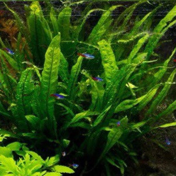 3x Java Fern Microsorum Pteropus Live Aquarium Plants Aquatic Plants