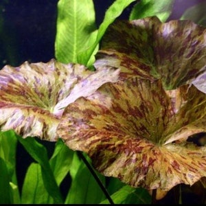 Tiger Lotus Nymphaea Zenkeri Live Aquarium Plants BUY 2 GET 1 FREE image 9