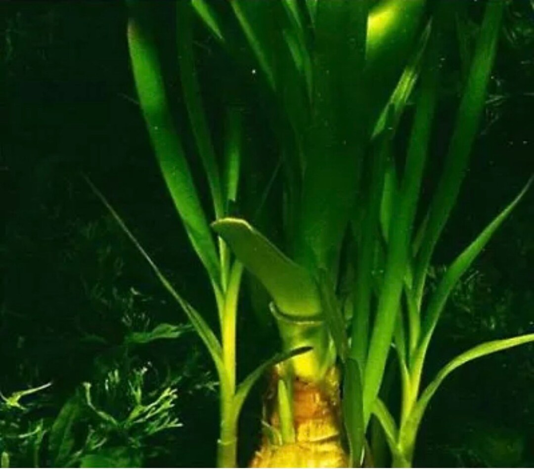 Crinum Thaianum Thai Onion Water Onion Live Aquarium Plants Etsy