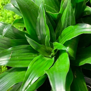 Dracaena Janet Craig Compacta Cane - Live Plant in a 10 Inch Pot ...