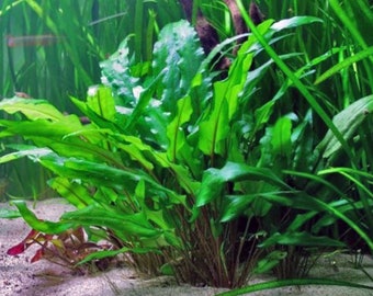 BUY 2 GET 1 FREE Cryptocoryne Wendtii Green Crypt Wendtii Green Easy Live Aquarium Plants Beta Fish Plants