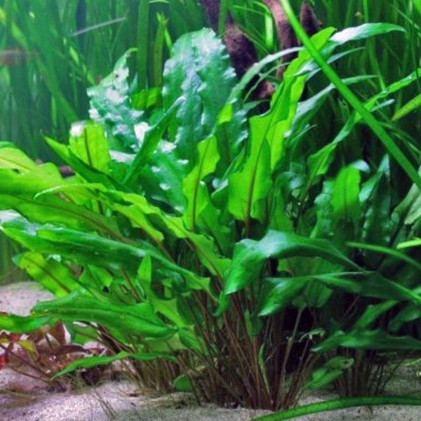 BUY 2 GET 1 FREE Cryptocoryne Wendtii Green Crypt Wendtii Green Pot Easy Live Aquarium Plants Aquatic Plants