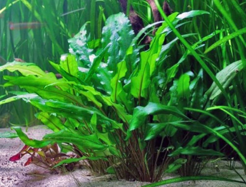 May include: A close-up of a green aquatic plant with long, thin leaves. The plant is growing in a tank with a sandy bottom.