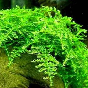 BUY 2 GET 1 FREE Christmas Moss Vesicularia Montagnei Easy Live Aquarium Plants Xmas Moss afbeelding 9